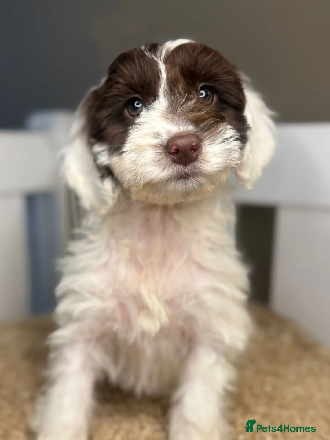 Cockapoo dogs for sale: Healthy & Happy Cockapoos ✨ - Advert 20