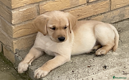 Labrador Retriever dogs for sale: Labrador beautiful puppies  - Image 1