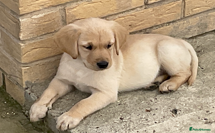 Labrador Retriever dogs - Advert 2