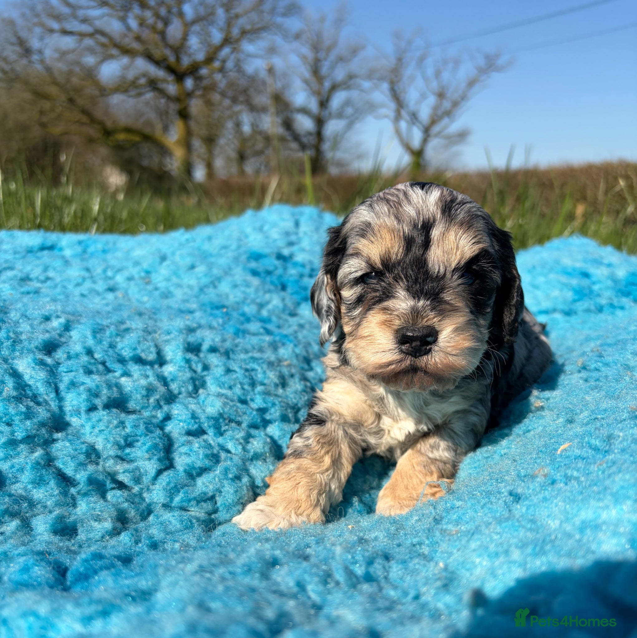 Cockapoo dogs 🌸 Stunning Multicoloured Cockapoos💙 - Advert 1