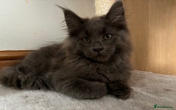 Maine Coon cats for sale: Stunning Maine Coon Kittens  - Image 10