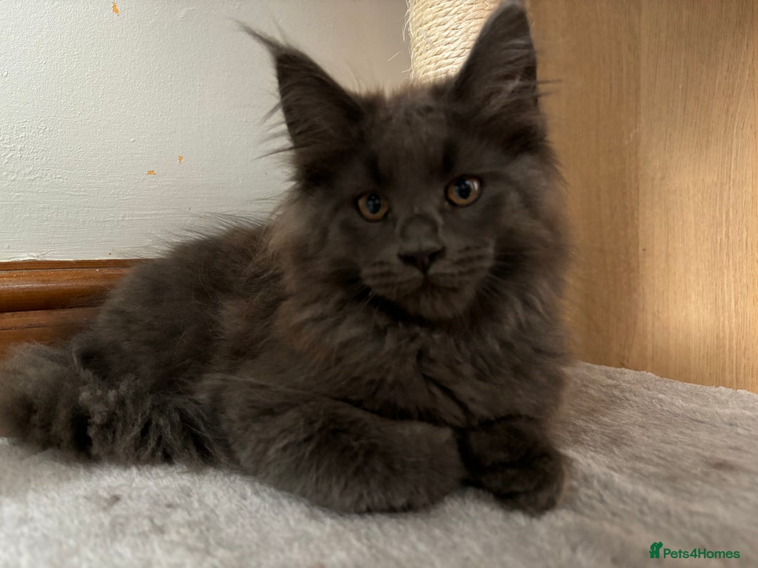 Maine Coon cats for sale: Stunning Maine Coon Kittens  - Image 10