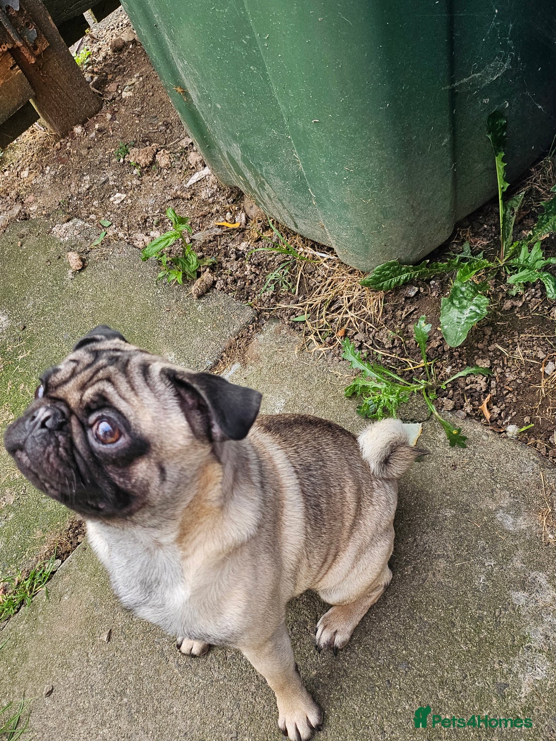 Pug dogs for sale: Pug For Sale - Image 2