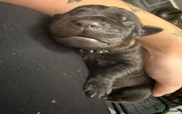 Bandog dogs for sale: 🐾 🌟 Premium multigen Bandogge Puppies🌟🐾 - Image 6