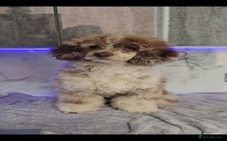 Miniature Poodle dogs for stud: Chocolate merle miniature poodle stud - Image 3