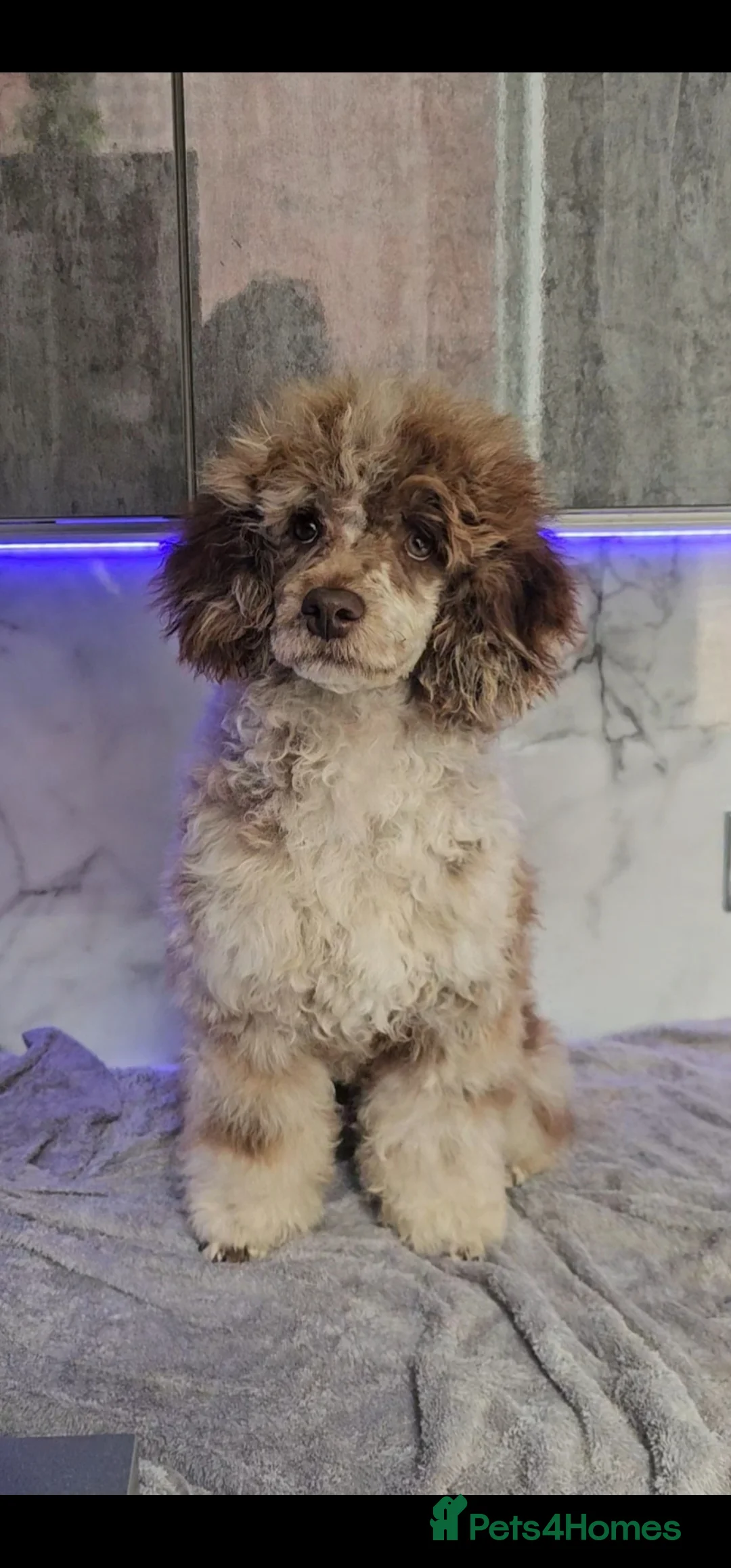 Miniature Poodle dogs for stud: Chocolate merle miniature poodle stud - Advert 4