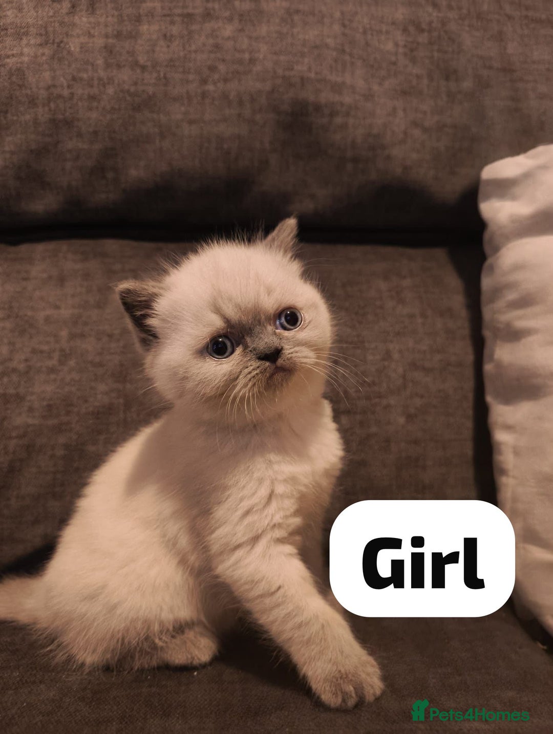 Persian cats for sale: Incredible exotic Persian kittens - Advert 8