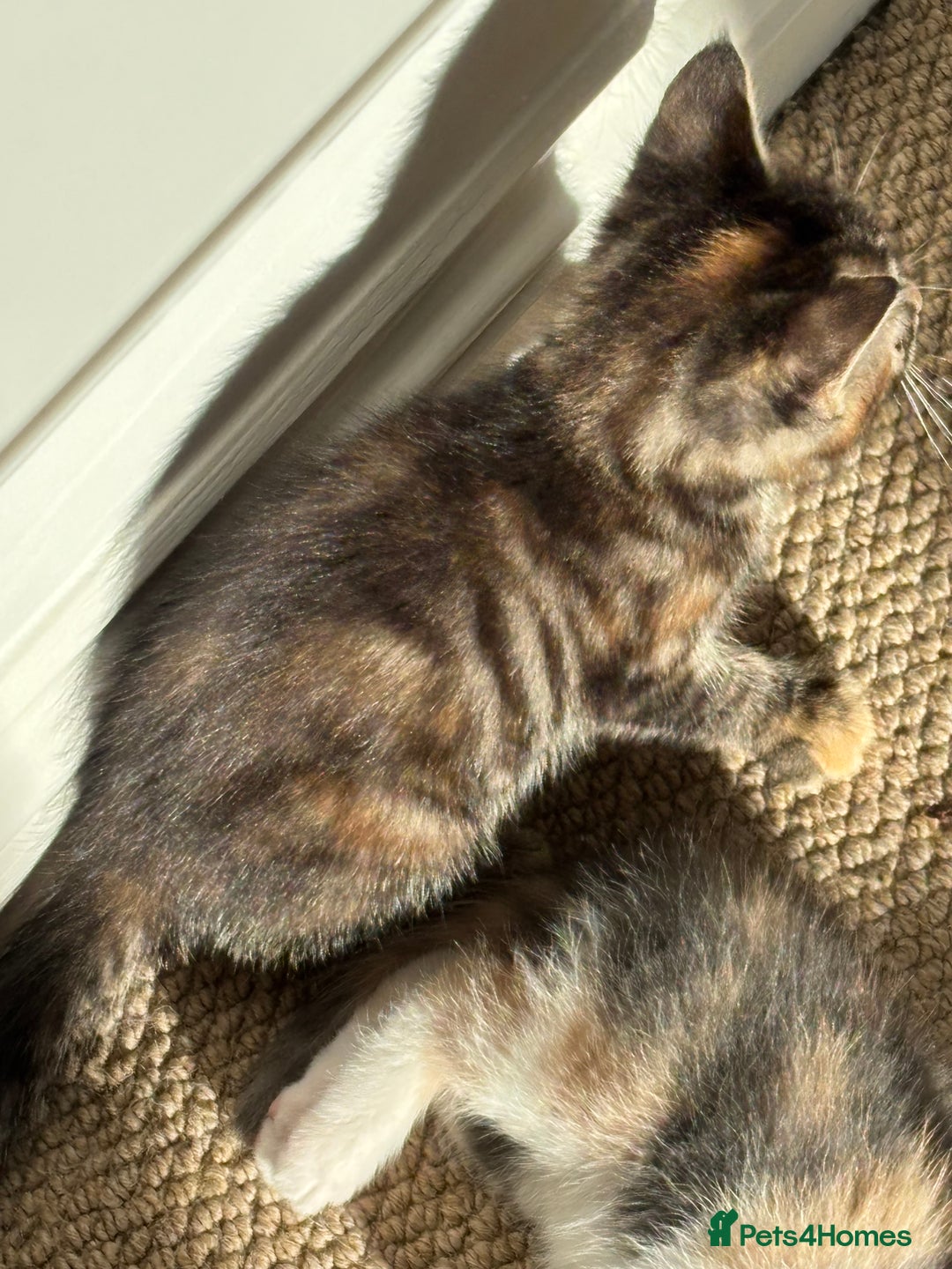 Mixed Breed cats for sale: 4 kittens ready for their new homes  - Image 16
