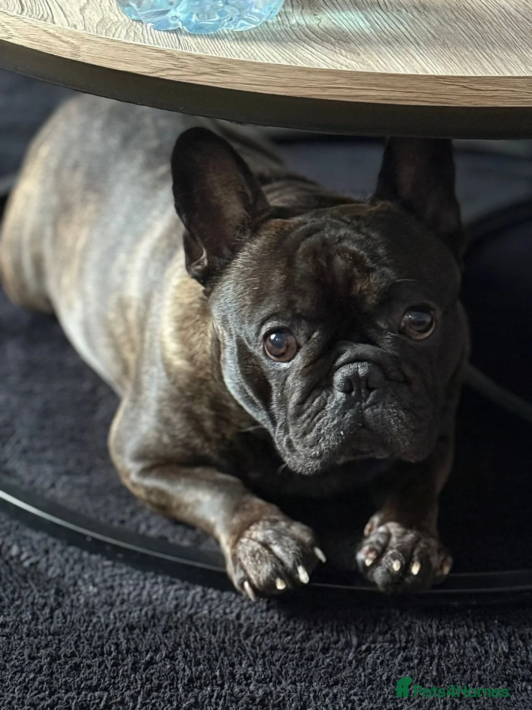 French Bulldog dogs for sale: Jackson in Warrington - Advert 2