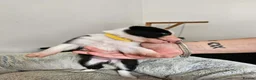 Border Collie dogs for sale: Border Collie Puppies - Advert 6