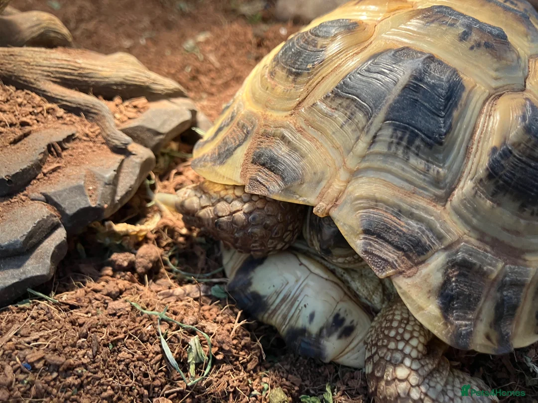 Tortoise reptiles for sale: Horsefield tortoises  in Sheffield - Advert 2