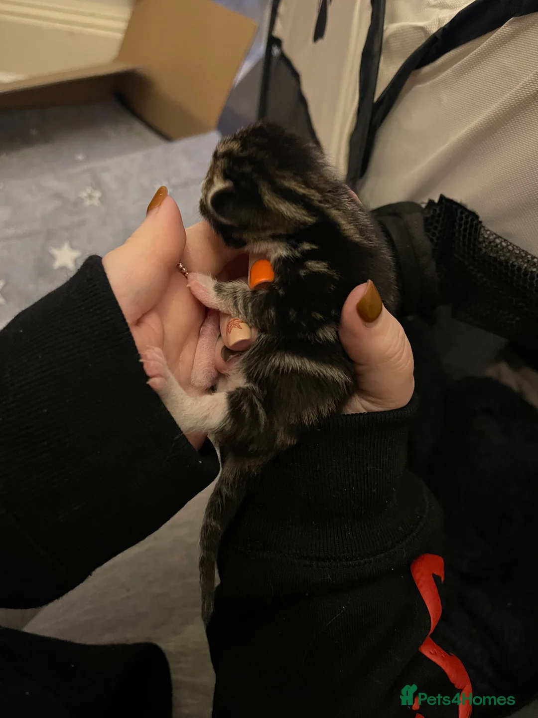 Mixed Breed cats for sale: Beautiful tabby boy - Advert 7