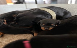 Rottweiler dogs for sale: LAST PUPS REMAINING. READY TO LEAVE  - Image 23