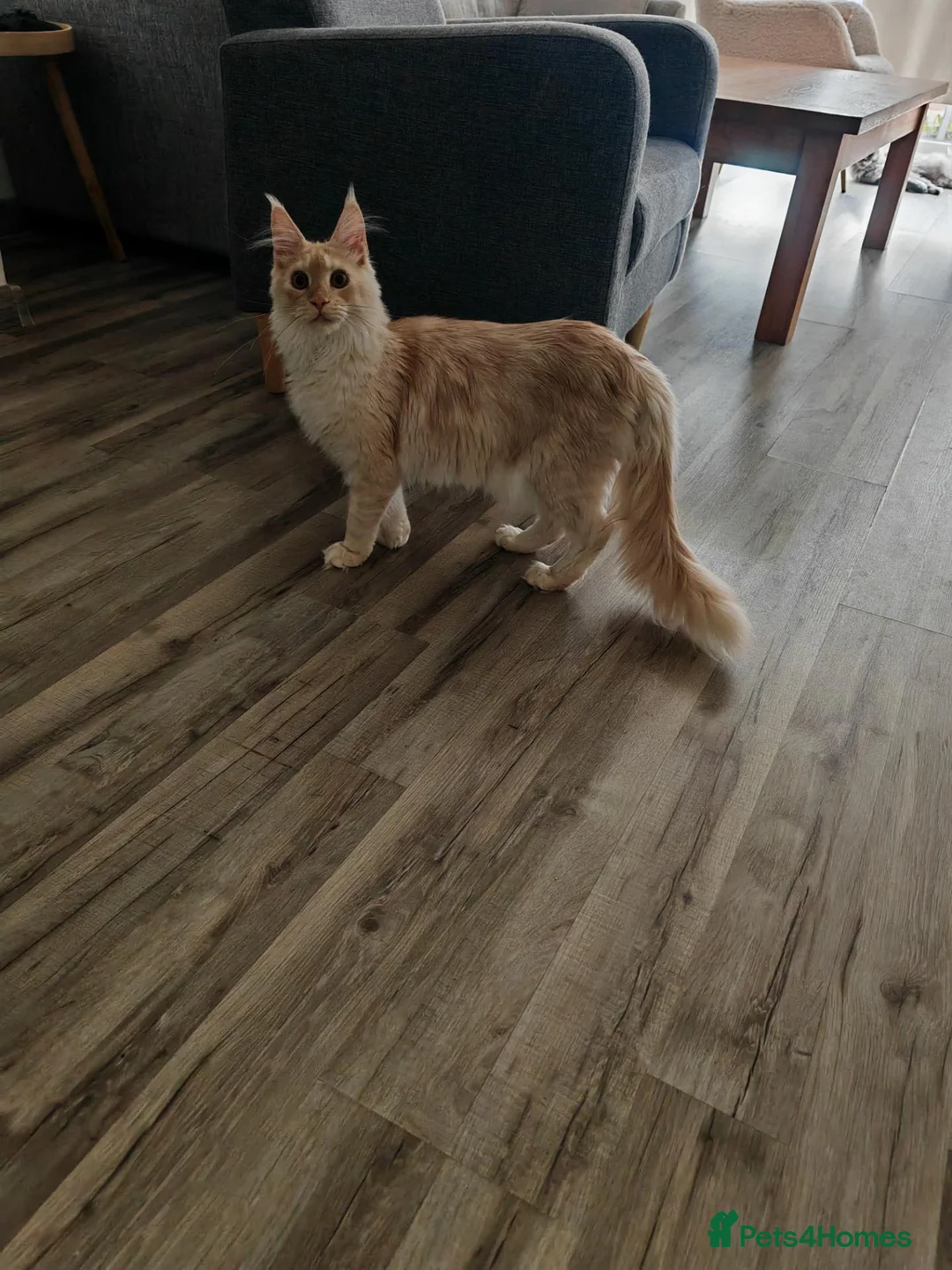 Maine Coon cats for sale: Full pedigree Maine Coon - Advert 6