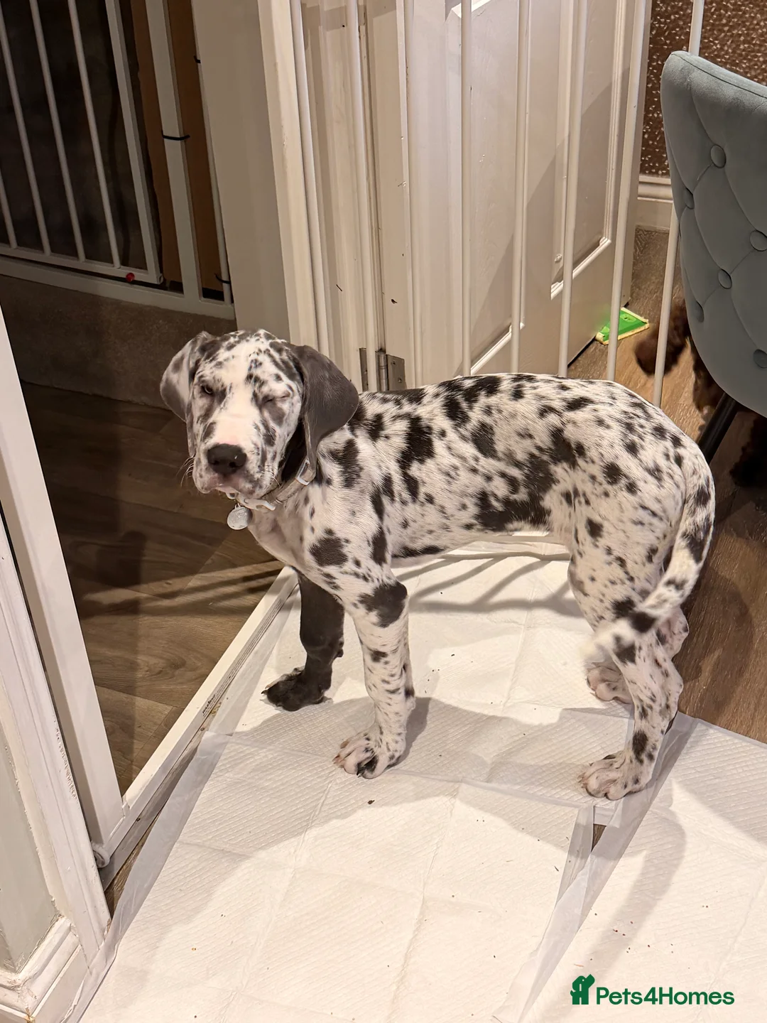 Great Dane dogs for sale: Stunning 16 week old blue harlequin female - Advert 8