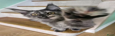 Maine Coon Kitten 2