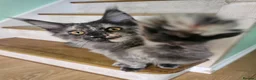 Maine Coon cats for sale: Exceptional Pedigree Maine Coon Kittens - Advert 9