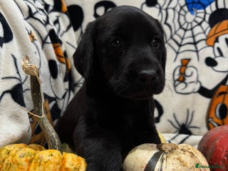 Labrador Retriever dogs Labrador pups - Advert 5