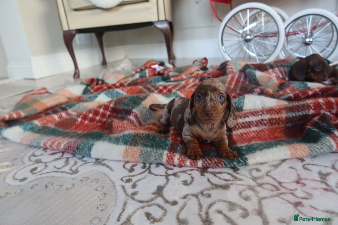 Dachshund dogs for sale: Dachshund puppy’s  - Advert 3