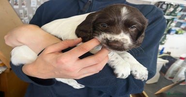 English Springer Spaniel dogs - Advert 3