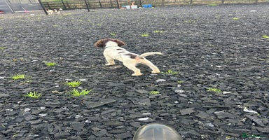 English Springer Spaniel dogs - Advert 16