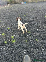 English Springer Spaniel dogs - Advert 4