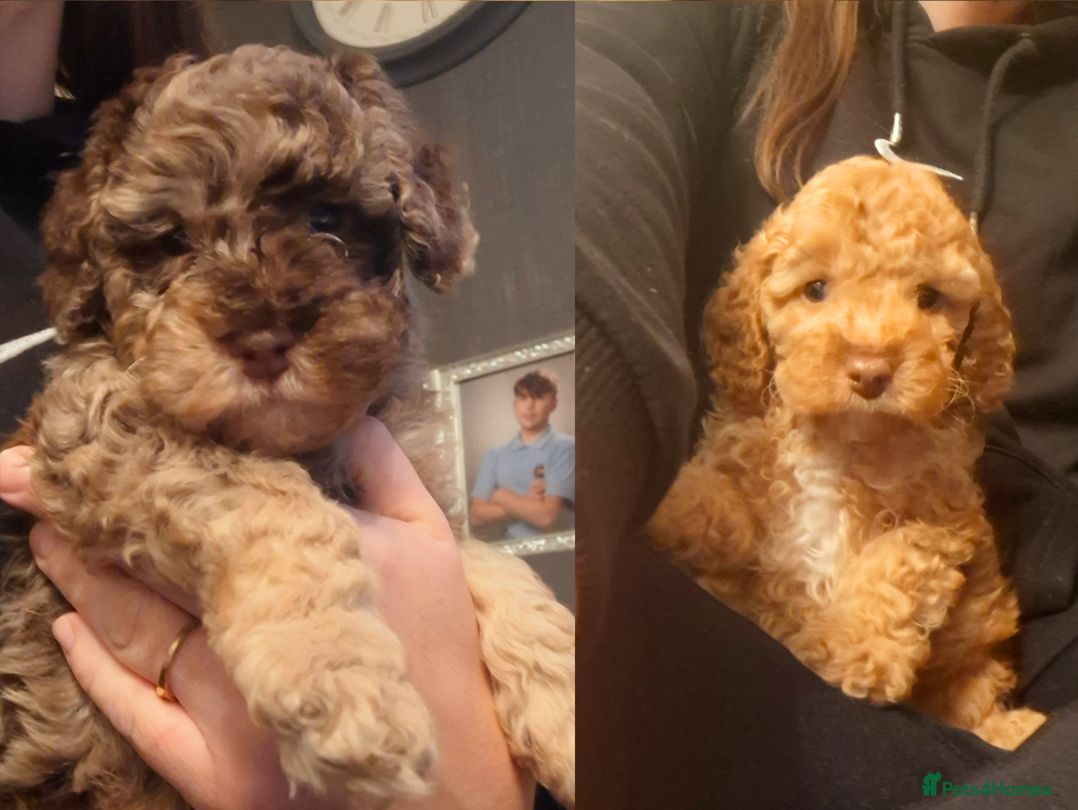 Cockapoo dogs Minature cockapoo puppies - Advert 15