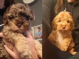 Cockapoo dogs Minature cockapoo puppies - Advert 15