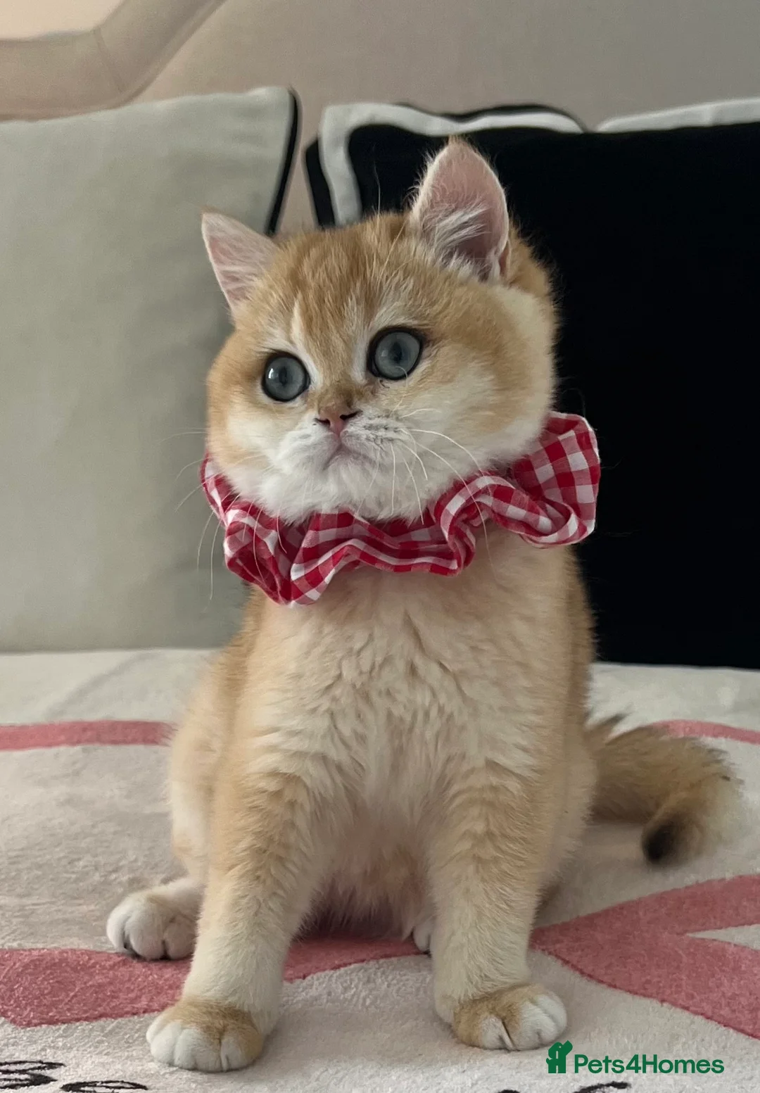 British Shorthair cats for sale: 💙 Amazing Golden Ny12 British Shorthair Boy 💙 - Advert 2