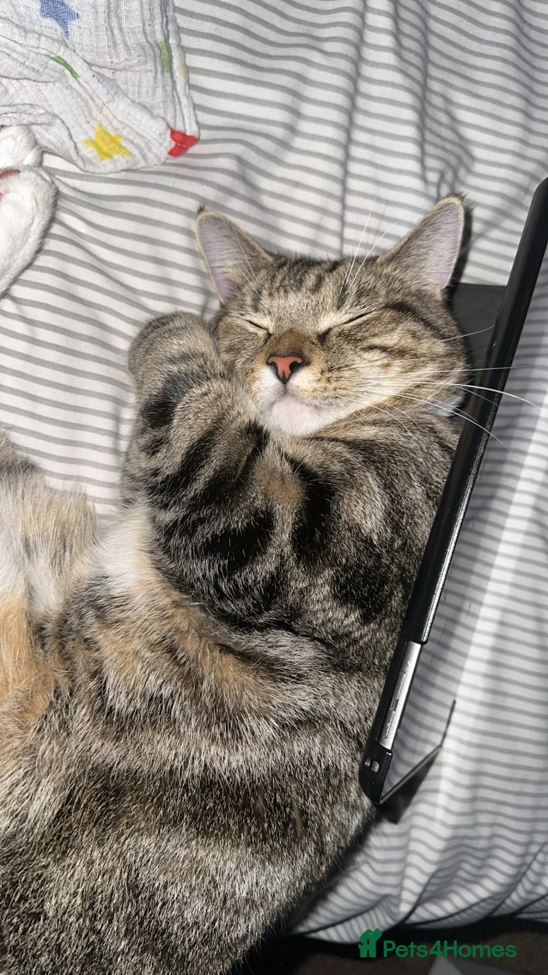 Mixed Breed cats for sale: Grey female kitten  - Advert 3