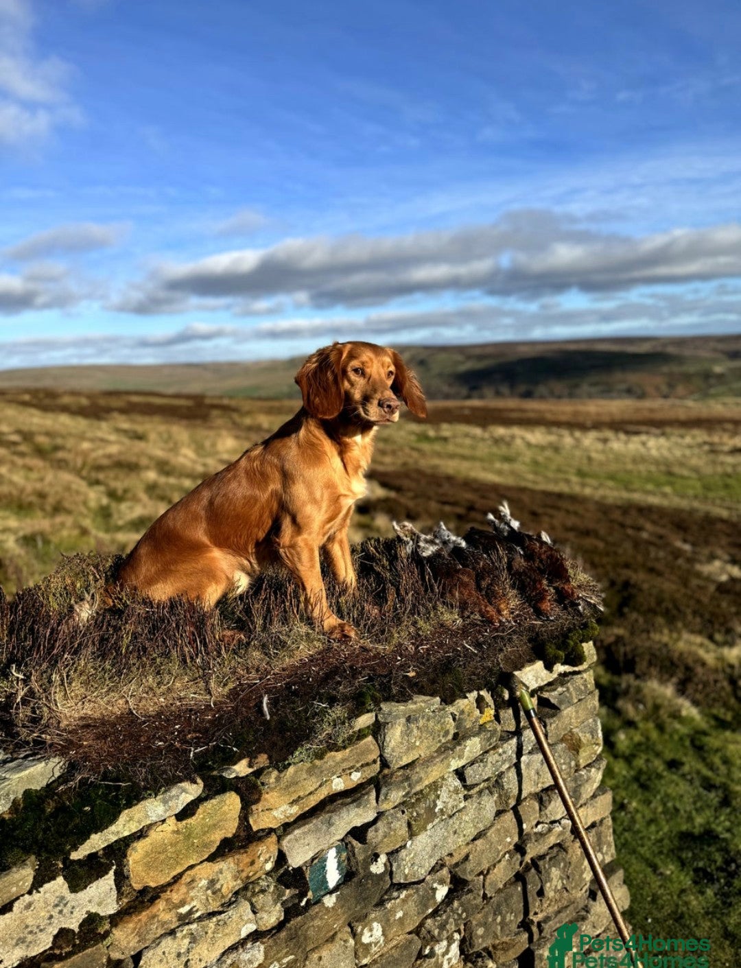 Cocker Spaniel dogs for sale:  CHAMPION BLOODLINE WORKING COCKER WAITING LIST  - Advert 6