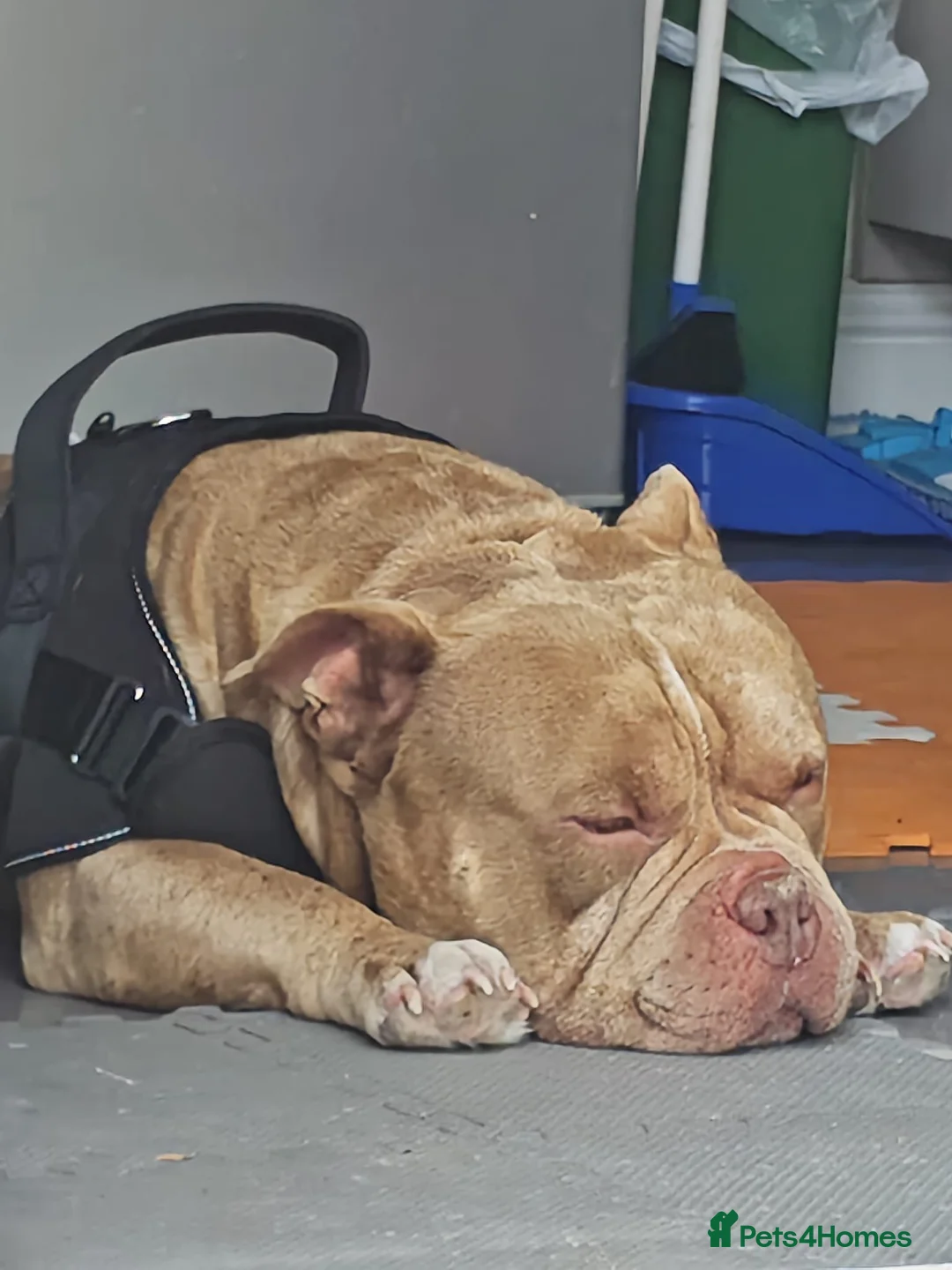 American Bully dogs for sale: Urgently looking for the best family! - Advert 3