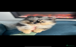 Pomeranian dogs for stud: 💜🧡Lilac & tan KC stud Benji champions in line  in Guildford - Image 23