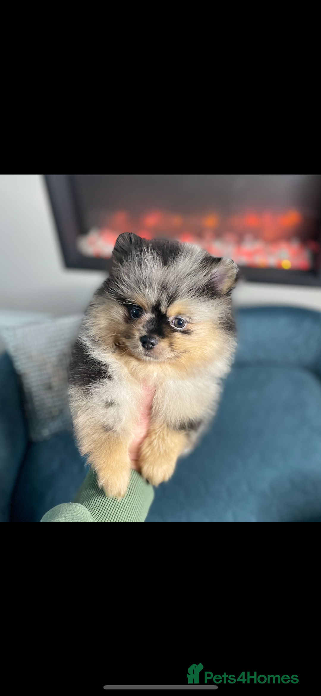 Pomeranian dogs for stud: 💜🧡Lilac & tan KC stud Benji champions in line  in Guildford - Image 23