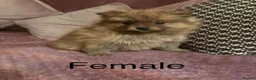 Pomeranian dogs for sale: STUNNING FULL TEDDY BEAR POMS in Heywood - Advert 4