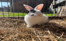Dutch rabbits for sale: Rabbits ready to go now  - Image 10