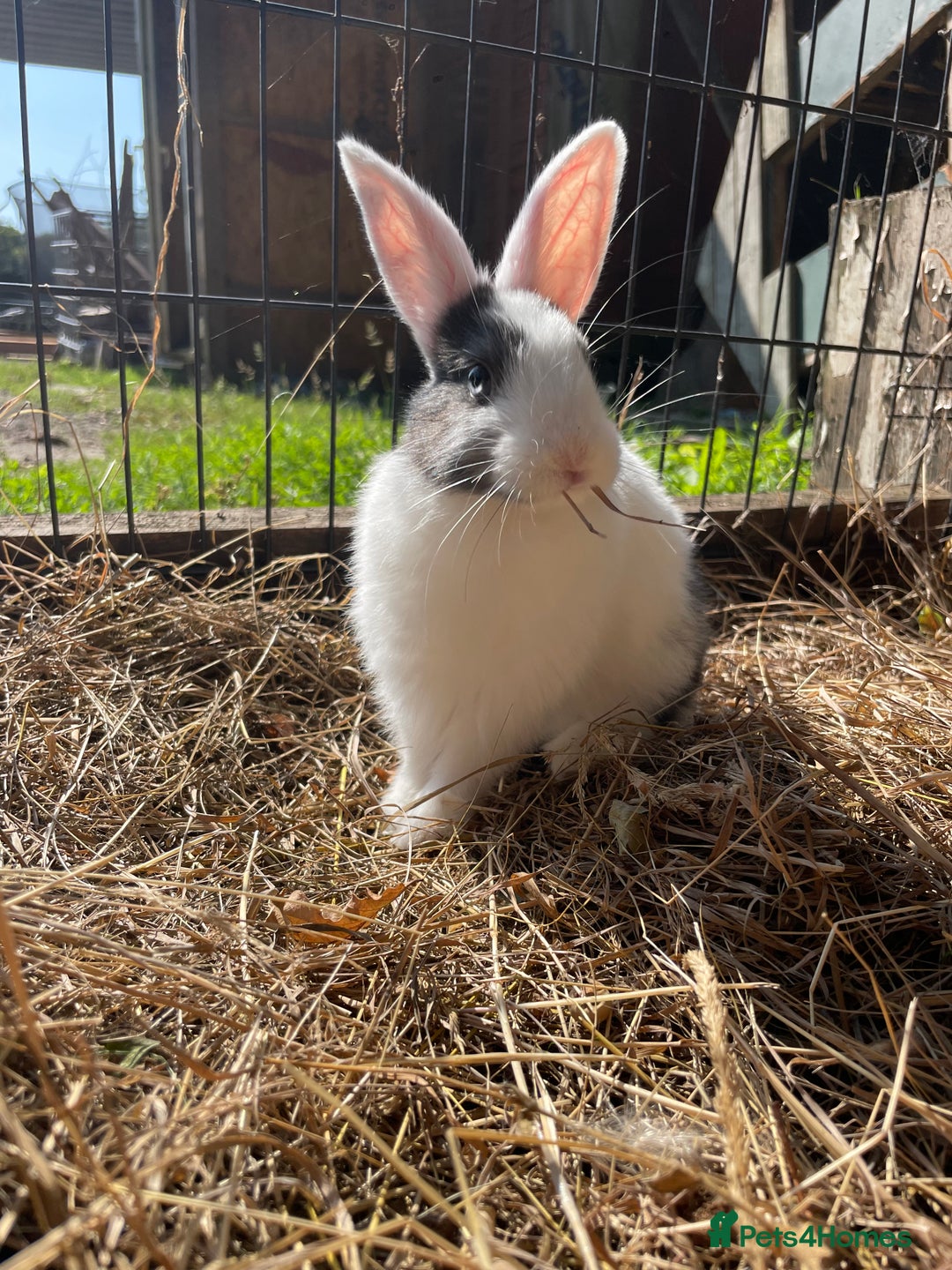 Dutch rabbits for sale: Rabbits ready to go now  - Image 10