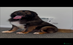 Caucasian Shepherd Dog dogs for stud: XL Caucasian Shepard ( stud) available  - Image 5