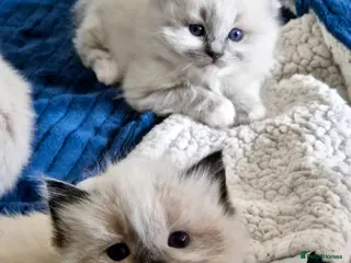 Ragdoll cats Ragdoll kittens - Advert 1