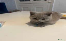 British Shorthair cats for sale: Beautiful  lilac and blue kittens 2 boys 1 girl - Image 6