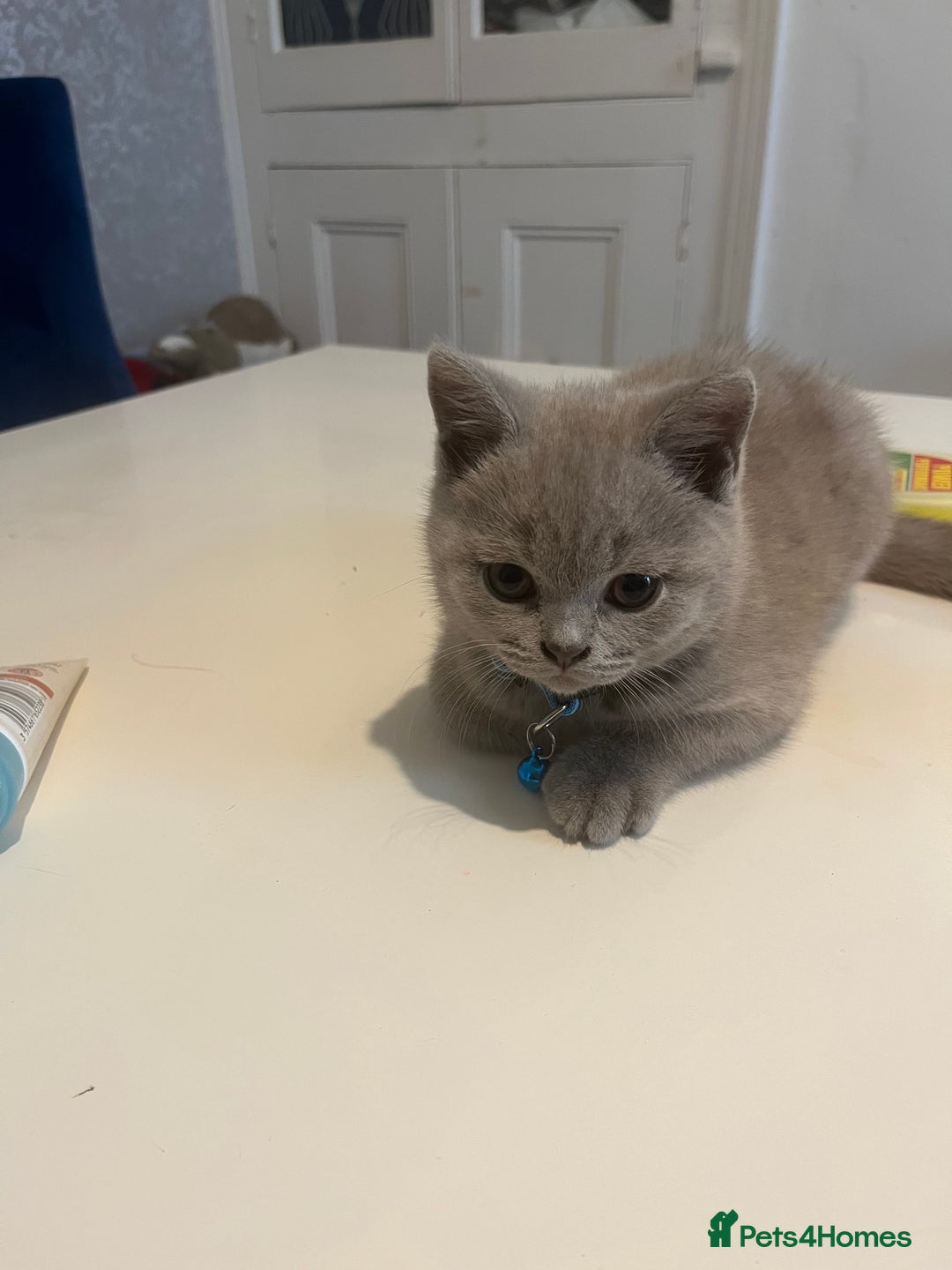 British Shorthair cats for sale: Beautiful  lilac and blue kittens 2 boys 1 girl - Image 6