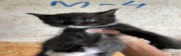 Mixed Breed cats for sale: Pure british shorthair Mother kittens - Advert 10
