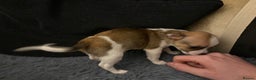 Mixed Breed dogs for sale: Jackawawa pups  - Advert 9