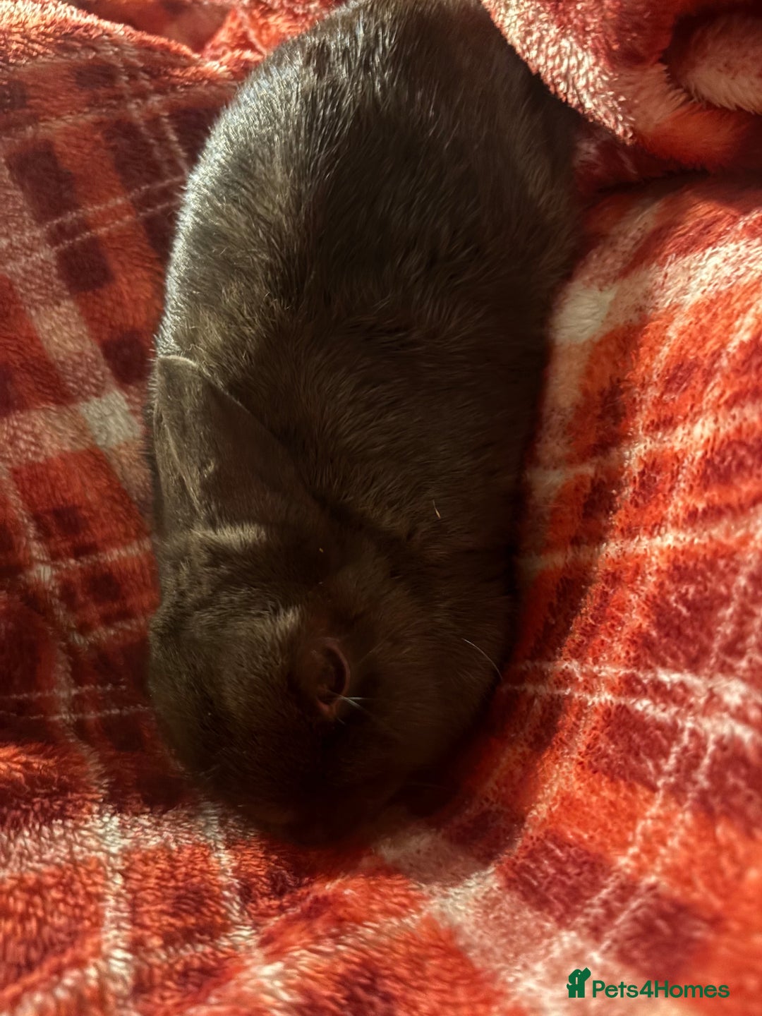 Netherland Dwarf rabbits for sale: Female and male Netherland dwarf  - Advert 6