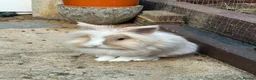 Mixed Breed rabbits for sale: Boy and girl bunny needing to be rehomed  - Advert 1
