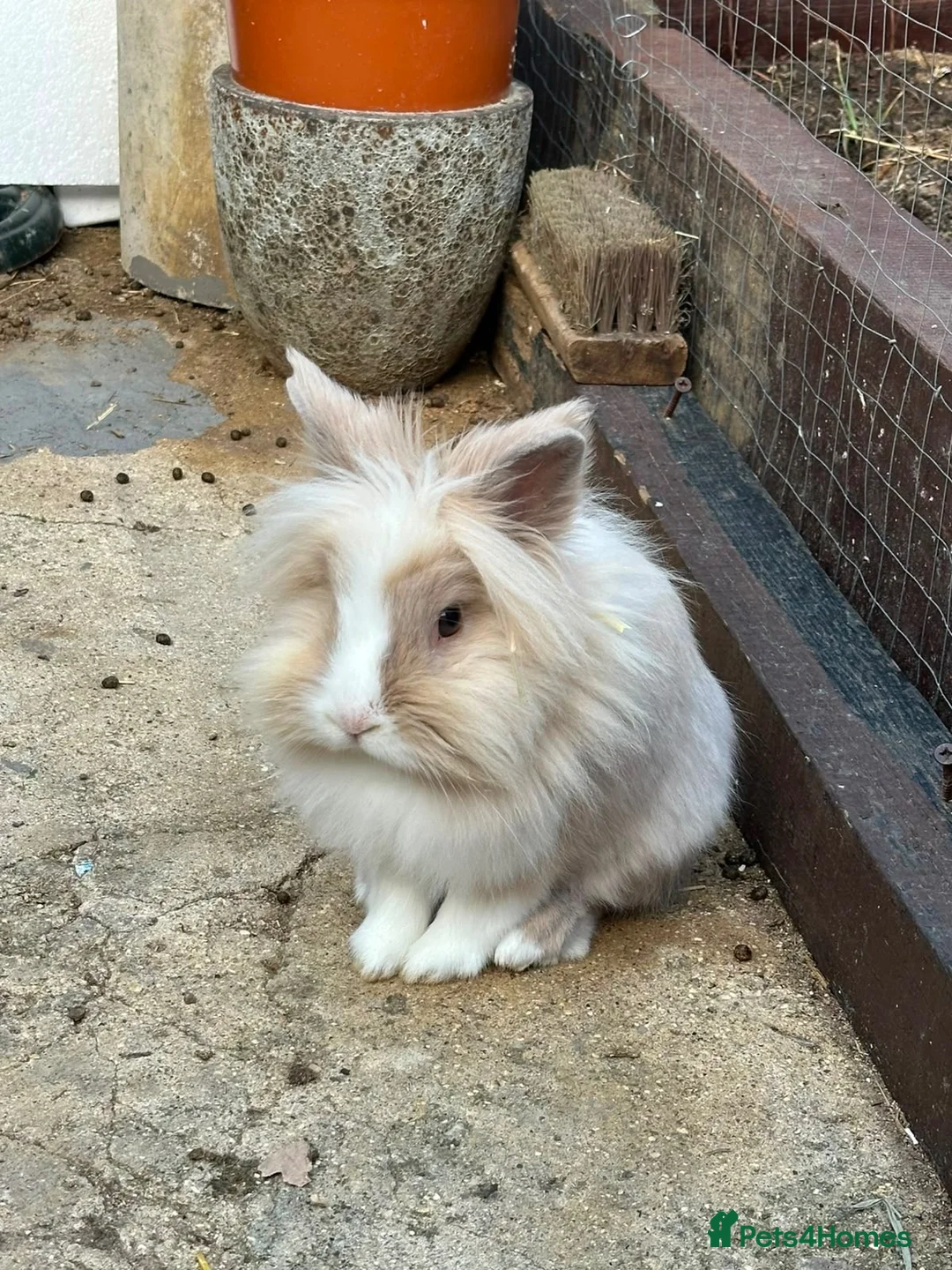 Mixed Breed rabbits for sale: Boy and girl bunny needing to be rehomed  - Advert 1