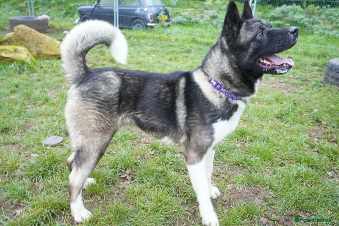 Akita dogs for adoption: Blake - Advert 6