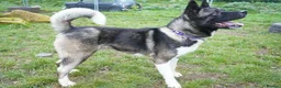 Akita dogs for adoption: Blake - Advert 6