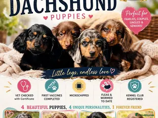 Miniature Dachshund dogs Long haired dachshund puppies - Advert 17