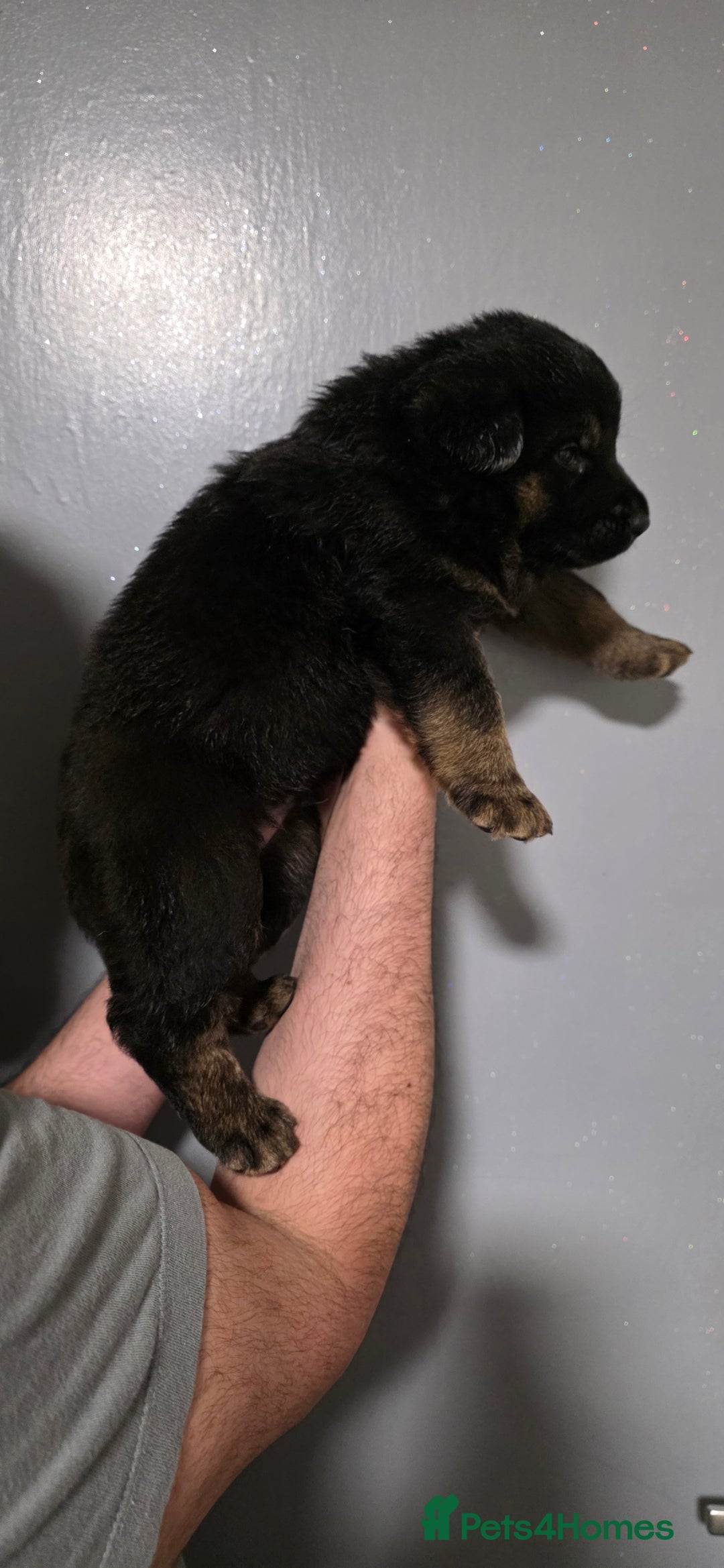 German Shepherd dogs for sale: German Shepherd puppies for sale - Advert 3
